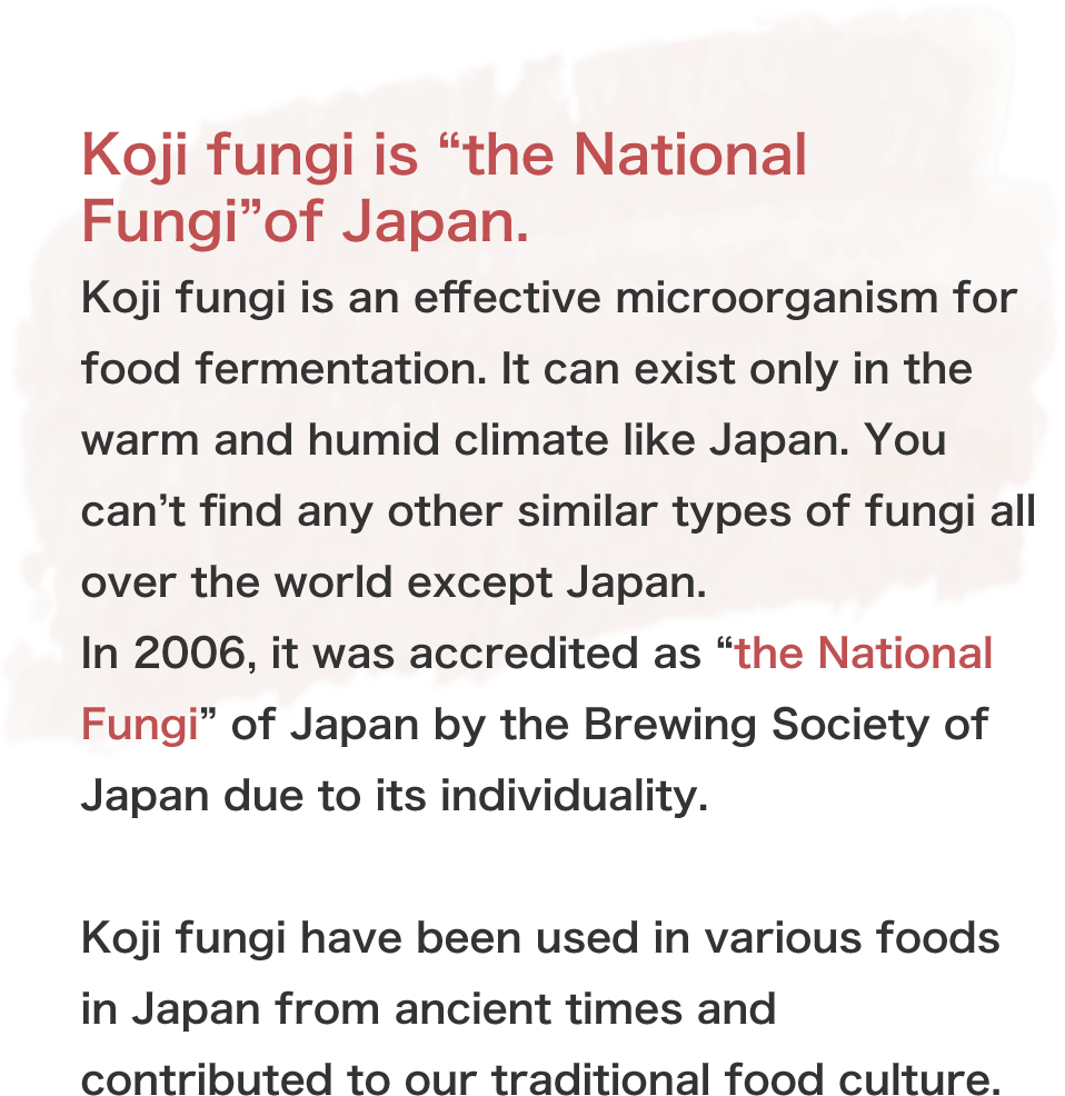 麹菌は日本の『国菌』です。麹菌は東洋にのみ存在する有用微生物であり、温暖多湿な日本気候風土の中でのみ存在可能で世界でも類を見ません。その固有性から2006年に日本醸造学会によって日本の『国菌』に認定されました。麹菌は日本の古くからの食文化である「発酵食品」を支える“縁の下の力持ち”なのです。